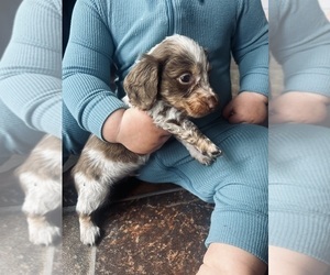 Dachshund Puppy for sale in LAWRENCEBURG, TN, USA