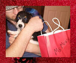 Small Photo #6 Pembroke Welsh Corgi Puppy For Sale in GALLEGOS, NM, USA