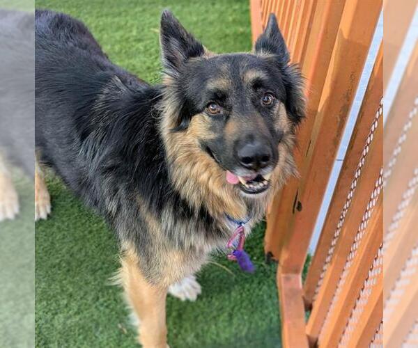Medium Photo #2 German Shepherd Dog-Unknown Mix Puppy For Sale in Las Vegas, NV, USA