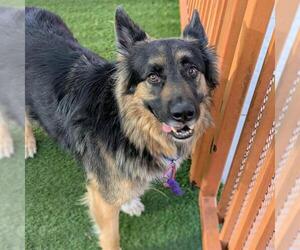 CHEECH - Male German Shepherd Dog-Unknown Mix Dog for Adoption - Photo #2