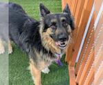 Small Photo #2 German Shepherd Dog-Unknown Mix Puppy For Sale in Las Vegas, NV, USA