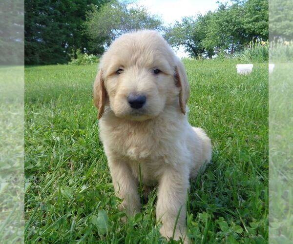 Medium Photo #2 Goldendoodle-Poodle (Standard) Mix Puppy For Sale in THORP, WI, USA