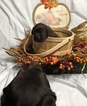 Small Photo #13 Labrador Retriever Puppy For Sale in MANTECA, CA, USA