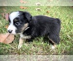 Small #3 Miniature Australian Shepherd