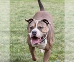 Small Photo #2 American Bully Puppy For Sale in KENT, WA, USA