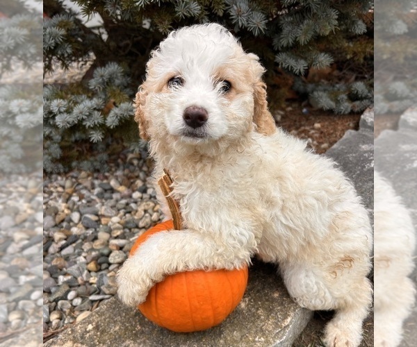Medium Photo #1 Cockapoo (Toy) Puppy For Sale in MIDDLEBURY, IN, USA