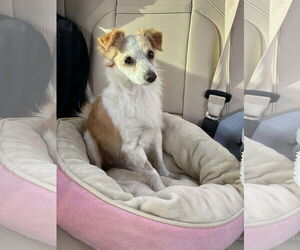 Colonial Cocker Spaniel Dogs for adoption in Menifee, CA, USA