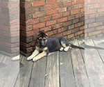 Small #2 German Shepherd Dog