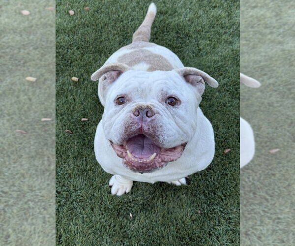 Medium Photo #2 American Bulldog Puppy For Sale in Salinas, CA, USA