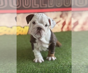 English Bulldog Puppy for sale in S DAYTONA, FL, USA