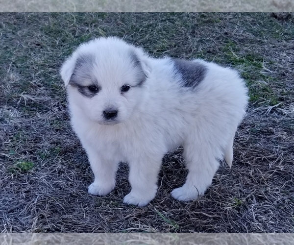 Medium Photo #7 Great Pyrenees Puppy For Sale in CLARK, MO, USA