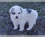 Small Photo #7 Great Pyrenees Puppy For Sale in CLARK, MO, USA