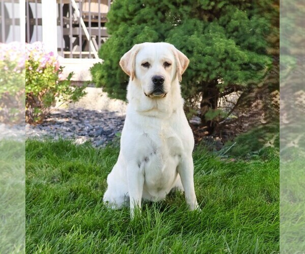 Medium Photo #1 Labrador Retriever Puppy For Sale in SYRACUSE, IN, USA