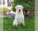 Small Photo #1 Labrador Retriever Puppy For Sale in SYRACUSE, IN, USA