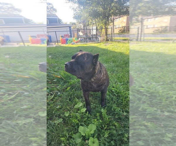 Medium Photo #4 Cane Corso Puppy For Sale in CHICAGO, IL, USA