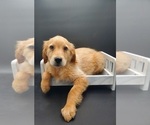 Small Photo #2 Golden Retriever Puppy For Sale in GOSHEN, IN, USA