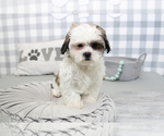 Small Photo #1 Poodle (Miniature)-ShihPoo Mix Puppy For Sale in MARIETTA, GA, USA