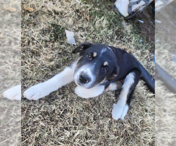 Medium Photo #1 Labrador Retriever-Unknown Mix Puppy For Sale in Conroe, TX, USA