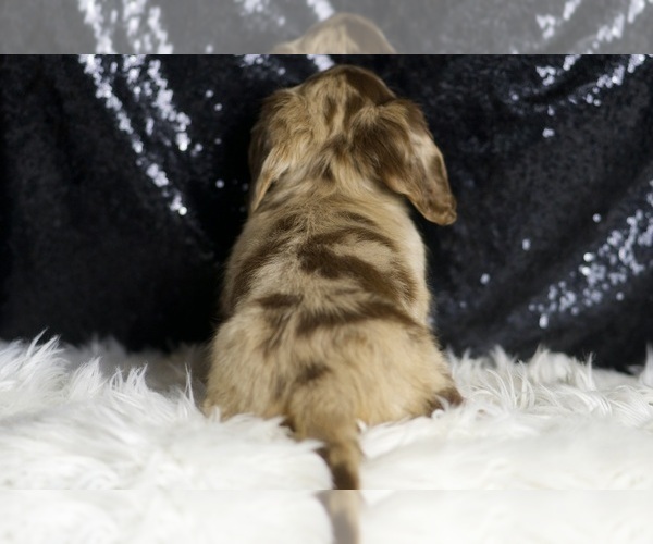 Medium Photo #108 Dachshund Puppy For Sale in WARSAW, IN, USA