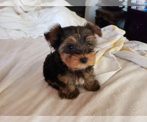 Yorkshire Terrier Puppy for Sale in ODESSA, Texas USA
