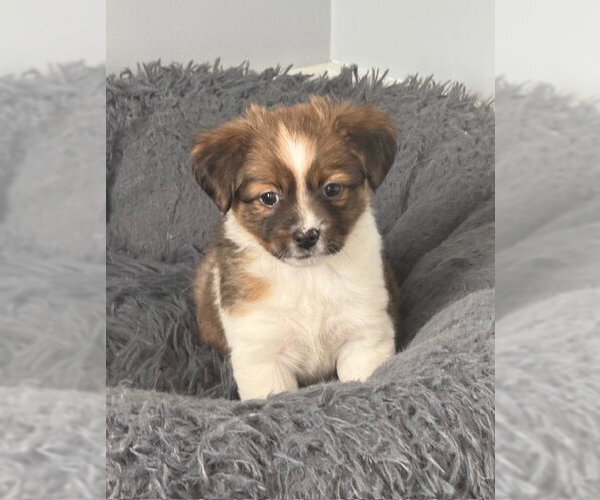 Medium Photo #4 ShiChi Puppy For Sale in Plainfield, IL, USA