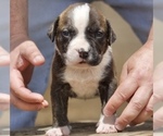 Puppy 2 American Bully