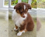 Small Photo #2 Australian Shepherd Puppy For Sale in LITCHFIELD, OH, USA