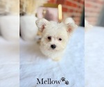 Small #2 Maltese