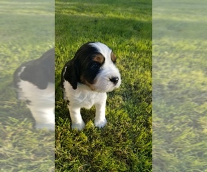 English Springer Spaniel Puppy for sale in CHANDLER HEIGHTS, AZ, USA