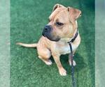 Small #3 Bull-Boxer