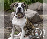 Small #3 American Bandogge