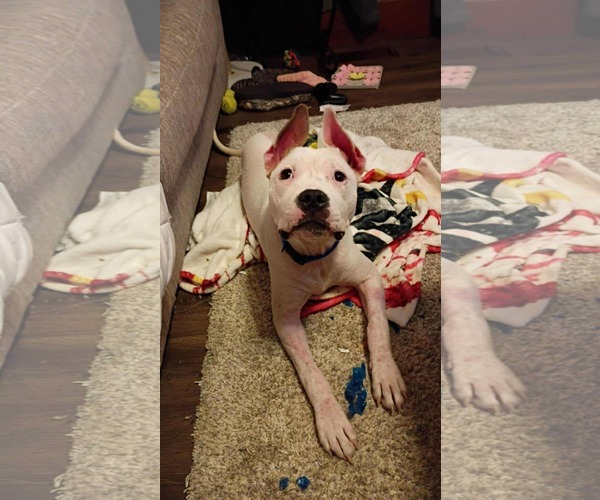 Medium Photo #3 American Pit Bull Terrier-Unknown Mix Puppy For Sale in Germantown, OH, USA