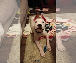 Small #2 American Pit Bull Terrier Mix