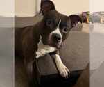 Small #1 American Pit Bull Terrier Mix