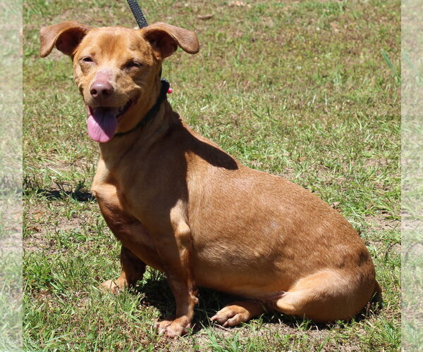 Medium Photo #2 Dachshund-Unknown Mix Puppy For Sale in Prattville, AL, USA