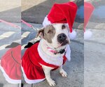 Small #1 American Pit Bull Terrier Mix
