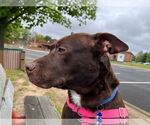 Small #2 Chocolate Labrador retriever Mix