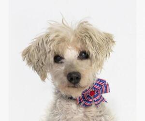 Poodle (Miniature) Dogs for adoption in Santa Maria, CA, USA