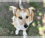 Small Cardigan Welsh Corgi Mix