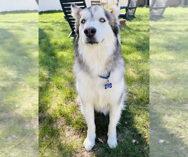 Medium Photo #15 Alaskan Malamute-Unknown Mix Puppy For Sale in Oak Bluffs, MA, USA