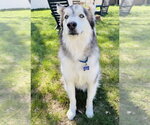 Small #14 Alaskan Malamute Mix