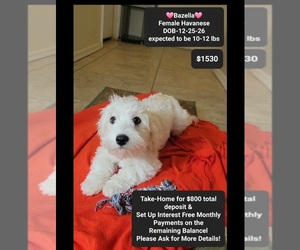 Havanese Puppy for sale in TUCSON, AZ, USA