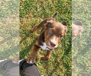 American Pit Bull Terrier-Chocolate Labrador retriever Mix Dogs for adoption in Mechanicsburg, PA, USA