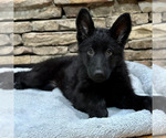 Small Photo #4 German Shepherd Dog Puppy For Sale in LENOIR, NC, USA