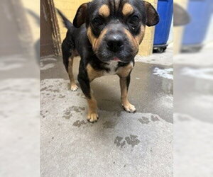 Rottweiler Dogs for adoption in Stockton, CA, USA