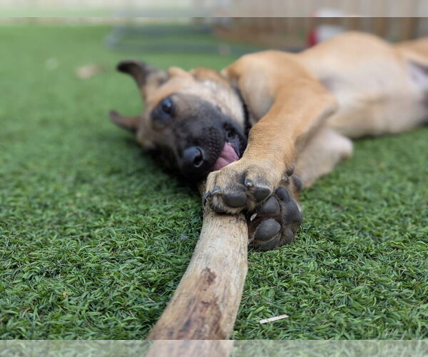 Medium Photo #6 German Shepherd Dog-Unknown Mix Puppy For Sale in West Sacramento, CA, USA