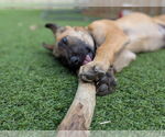 Small #5 German Shepherd Dog Mix
