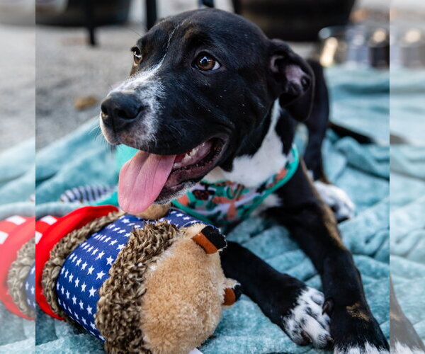 Medium Photo #7 American Pit Bull Terrier-American Staffordshire Terrier Mix Puppy For Sale in Lighthouse Point, FL, USA