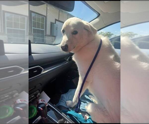 Medium Photo #4 Great Pyrenees Puppy For Sale in Dallas, TX, USA