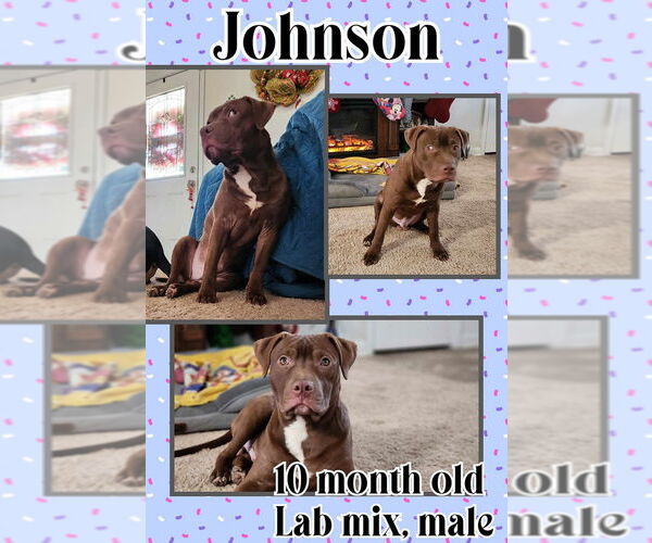 Medium Photo #3 Labrador Retriever-Unknown Mix Puppy For Sale in Jacksonville, NC, USA